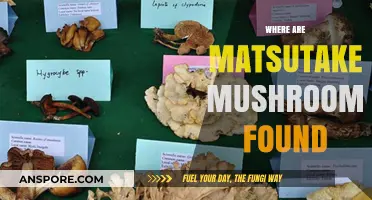 Matsutake Mushrooms: Where to Find These Delicacies?