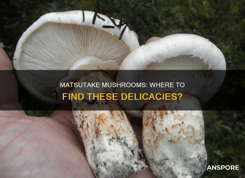 where are matsutake mushrooms found