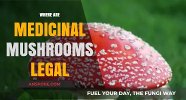 Global Legality of Medicinal Mushrooms: Where Are They Permitted?