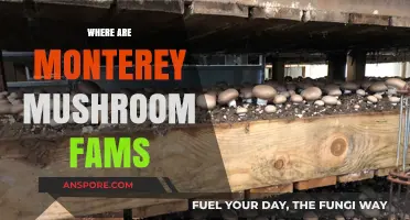 Monterey's Mushroom Farms: A Local Gem
