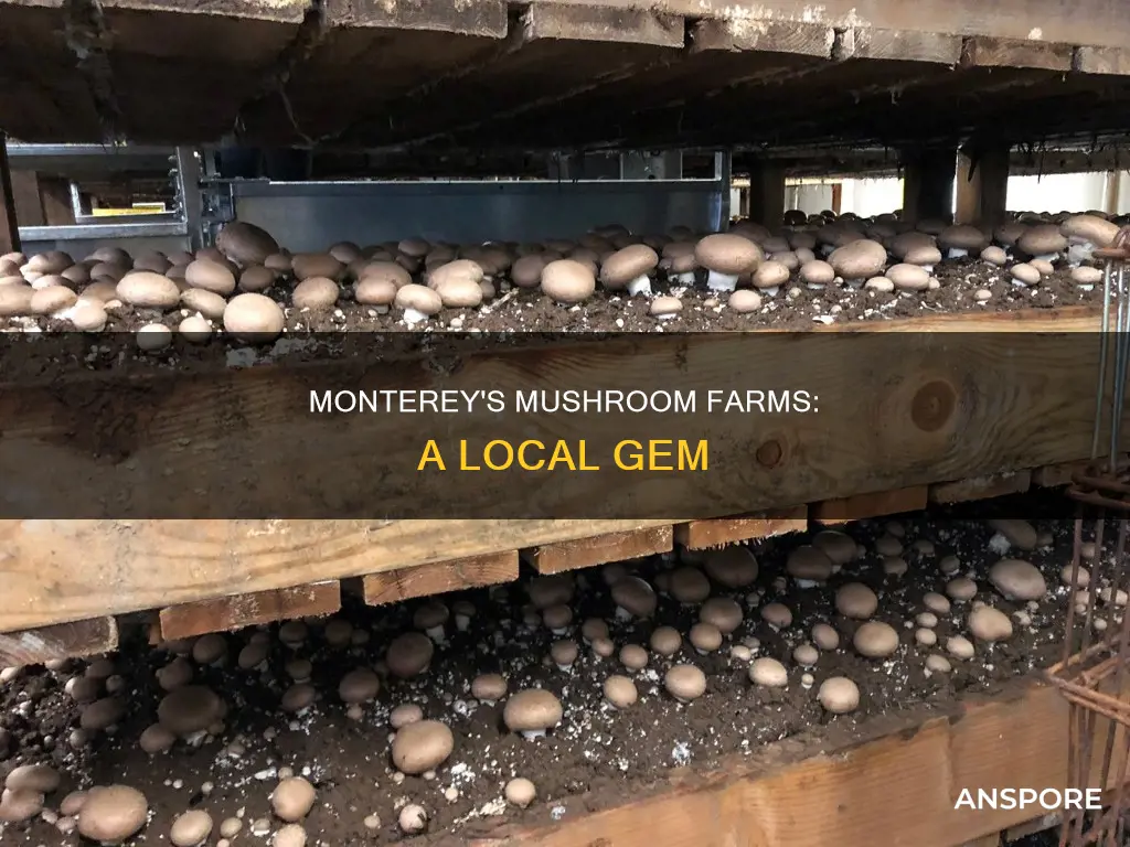 where are monterey mushroom fams