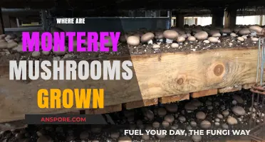 Monterey Mushrooms: Where Do They Grow?