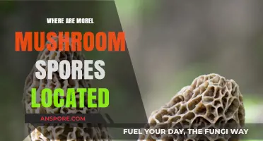 Discovering Morel Mushroom Spores: Location Secrets for Foragers