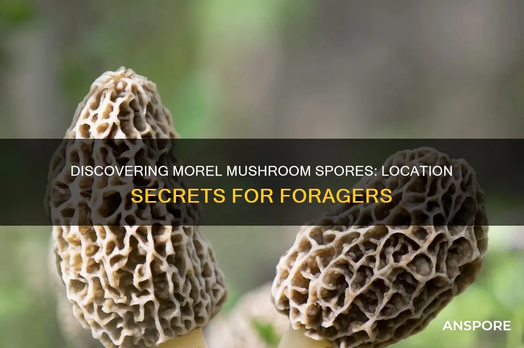 where are morel mushroom spores located