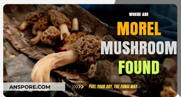 Discovering Morel Mushrooms: Prime Locations and Hunting Tips