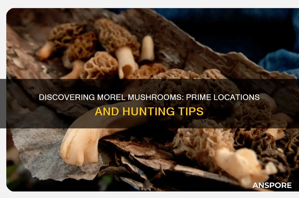 where are morel mushrooms found