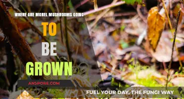 Discovering Ideal Locations for Growing Morel Mushrooms: A Comprehensive Guide