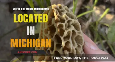 Discovering Michigan's Morel Mushroom Hotspots: Locations and Hunting Tips