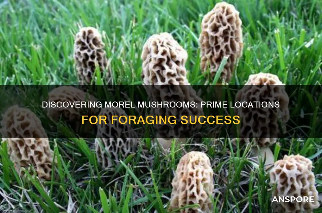 where are morel mushrooms usually found