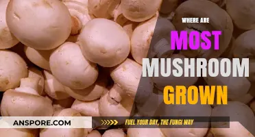 Mushroom Cultivation: Where Does it Thrive?