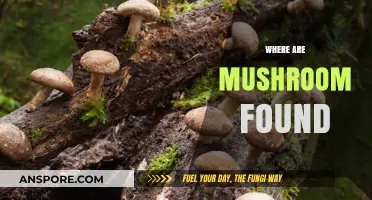 Mushroom Hunting: Where to Find Them?