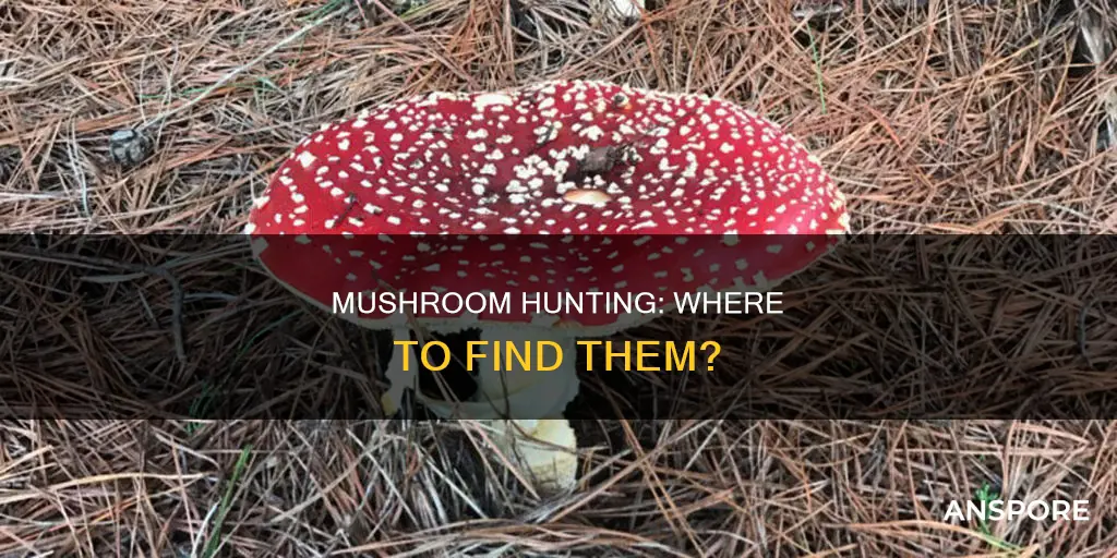 where are mushroom found