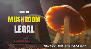 Exploring Global Laws: Where Are Magic Mushrooms Legal in 2023?