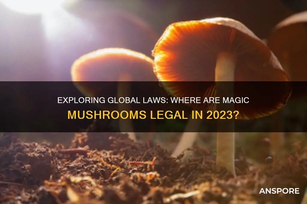 where are mushroom legal
