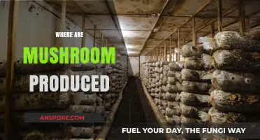 Mushroom Cultivation: Where Are They Grown?