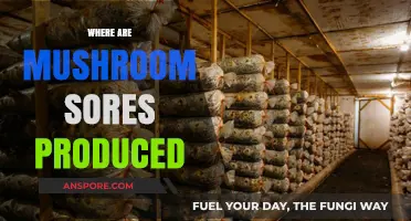 Mushroom Farms: Where Are They Grown?