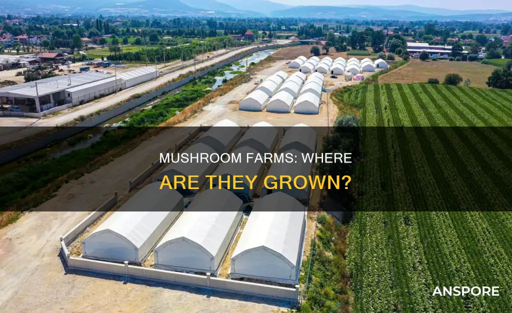 where are mushroom sores produced
