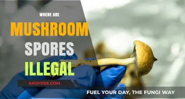 Mushroom Spores: Where Are They Illegal?