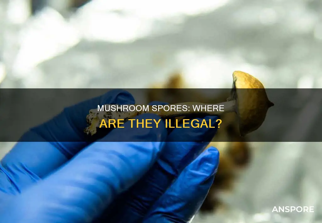 where are mushroom spores illegal