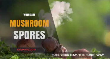 Mushroom Spores: Nature's Hidden Magic