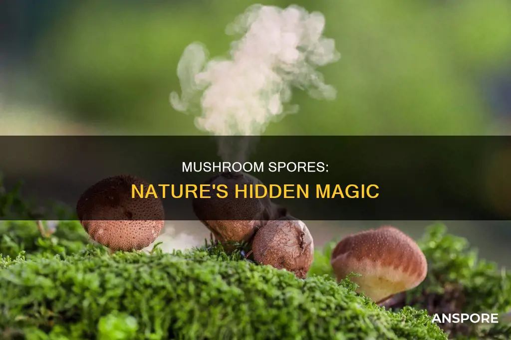 where are mushroom spores