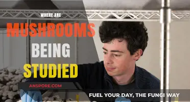 Mushroom Research: Where Are Studies Happening?