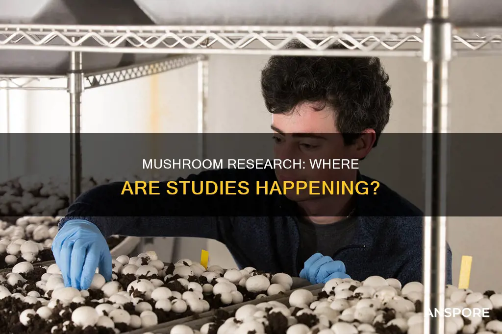 where are mushrooms being studied