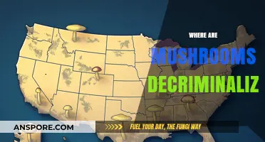 Magic Mushroom Decriminalization: Where Are We Now?