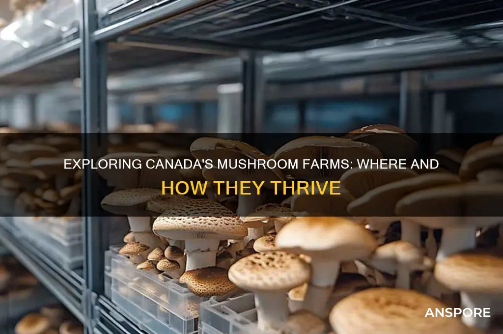 where are mushrooms grown in canada