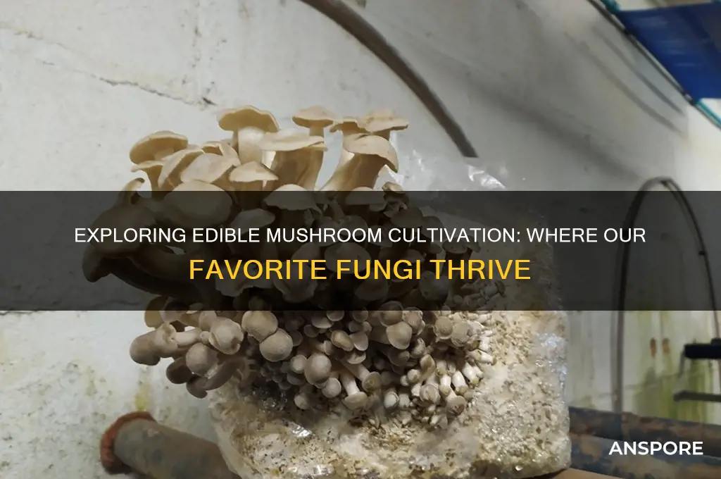 where are mushrooms grown that we eat