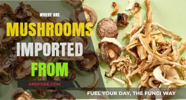 Mushroom Imports: Where Do They Come From?