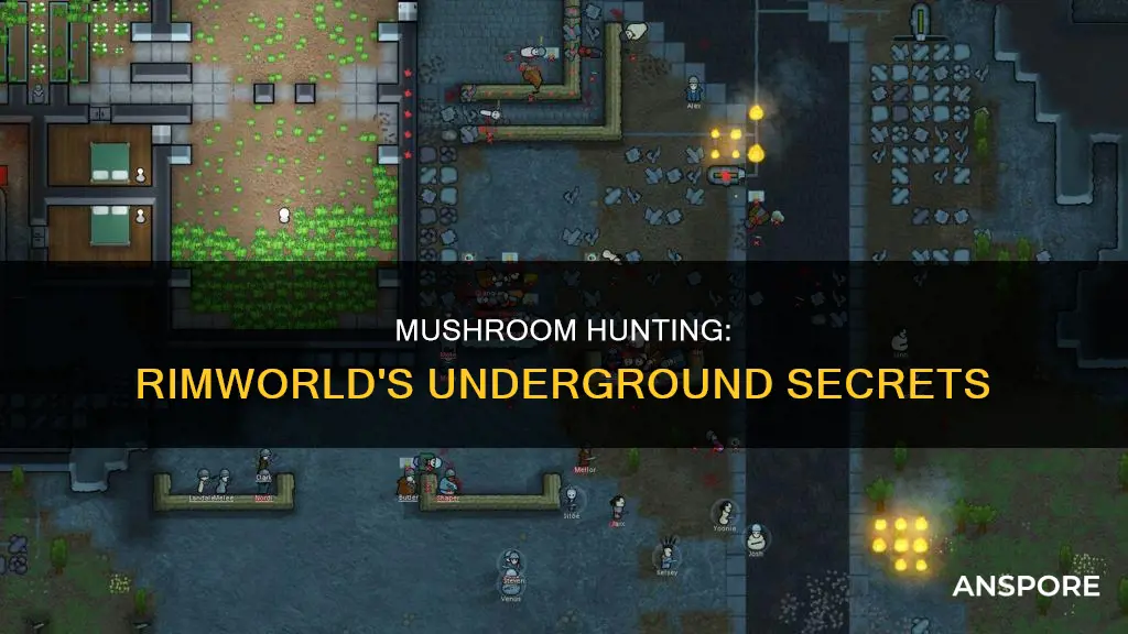 where are mushrooms in rimworld