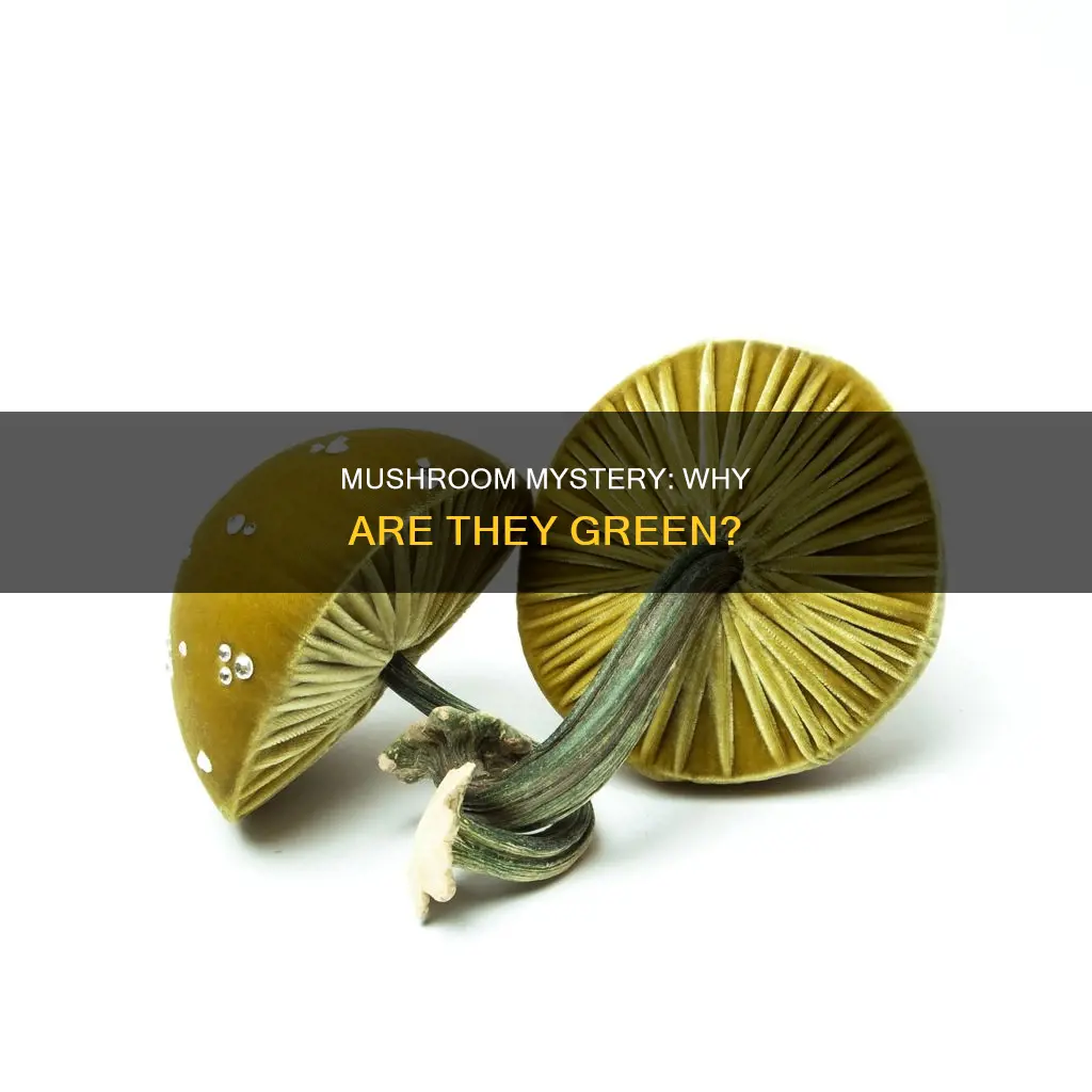 where are mushrooms leaf green