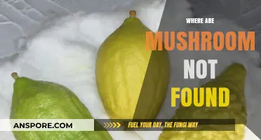 Mushrooms: Exploring Absence and Their Elusive Nature