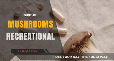 Mushroom Picking: Where to Find Magic Spots