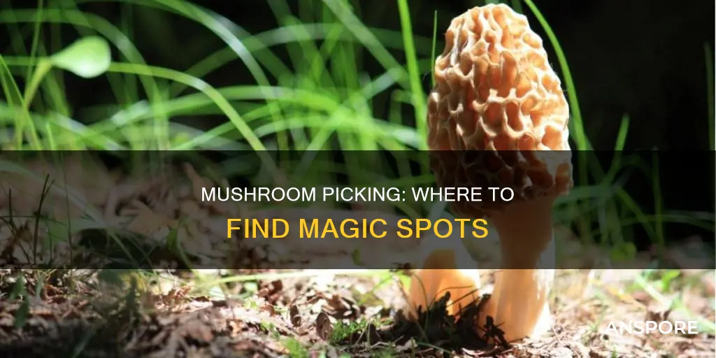 where are mushrooms recreational