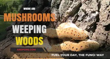 Mushroom Mystery: Weeping Woods Exploration