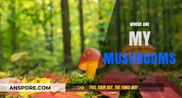 Mushroom Hunting: Where to Find Them?