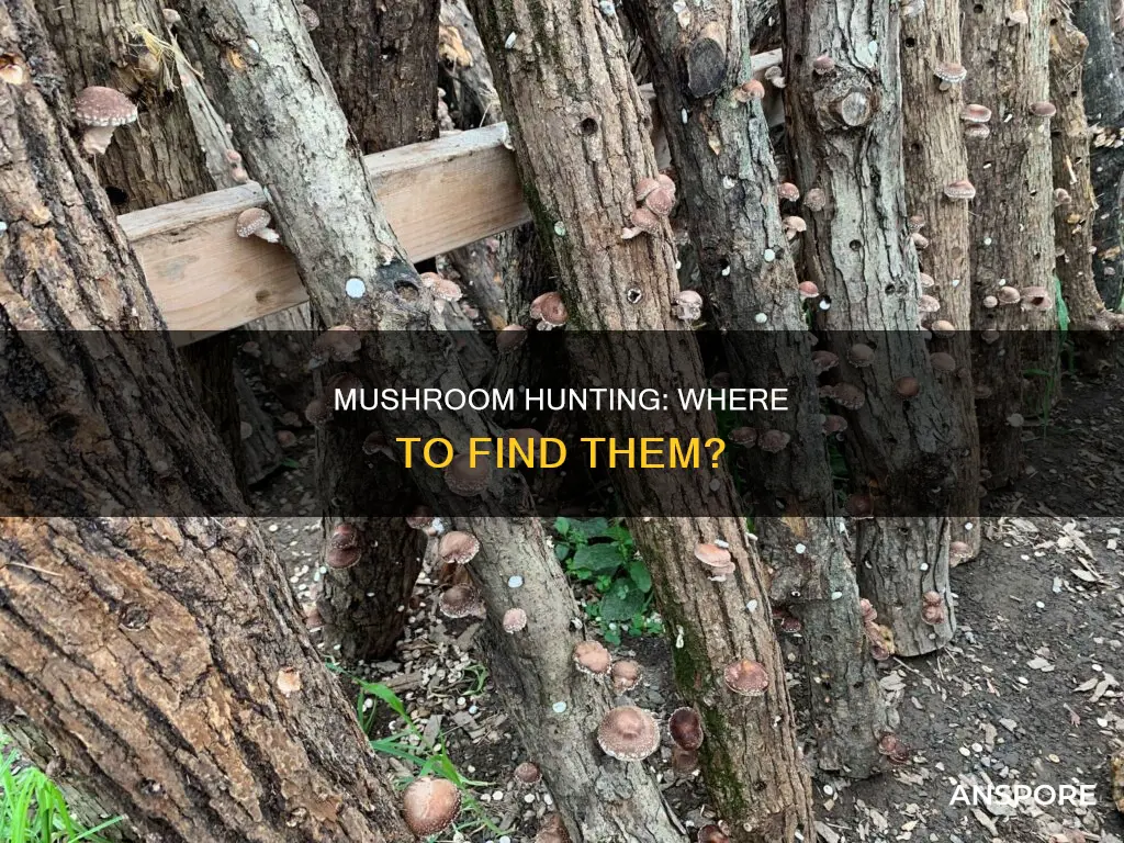 where are my mushrooms