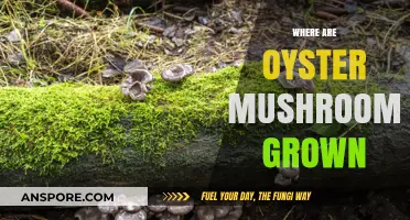 Oyster Mushroom Cultivation: Secrets of Growth