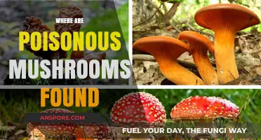 Where Poisonous Mushrooms Hide: A Guide to Their Natural Habitats