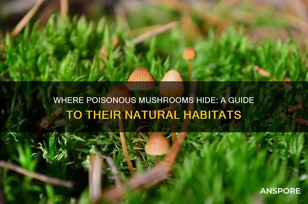 where are poisonous mushrooms found