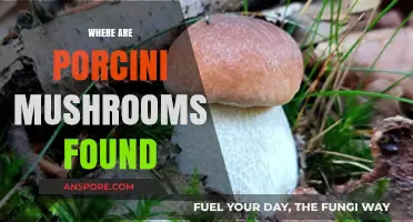 Porcini Mushrooms: Where to Find and Forage
