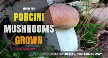 Porcini Mushrooms: Where and How They Grow
