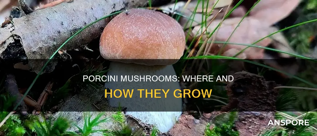 where are porcini mushrooms grown