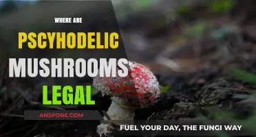 Exploring Global Laws: Where Are Psychedelic Mushrooms Legal Today?