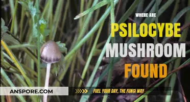 Psilocybe Mushrooms: Where to Find Them in Nature