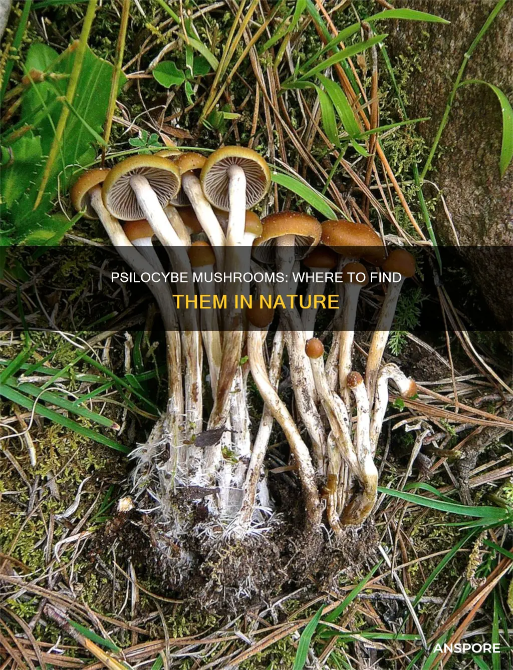 where are psilocybe mushrooms found