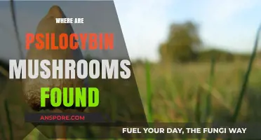 Magic Mushrooms: Where to Find Psilocybin in Nature