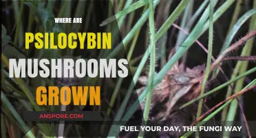 The Ultimate Guide to Growing Psilocybin Mushrooms